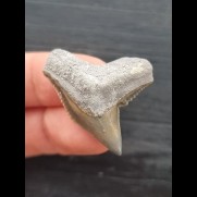 3.2 cm large pointed tooth of the tiger shark