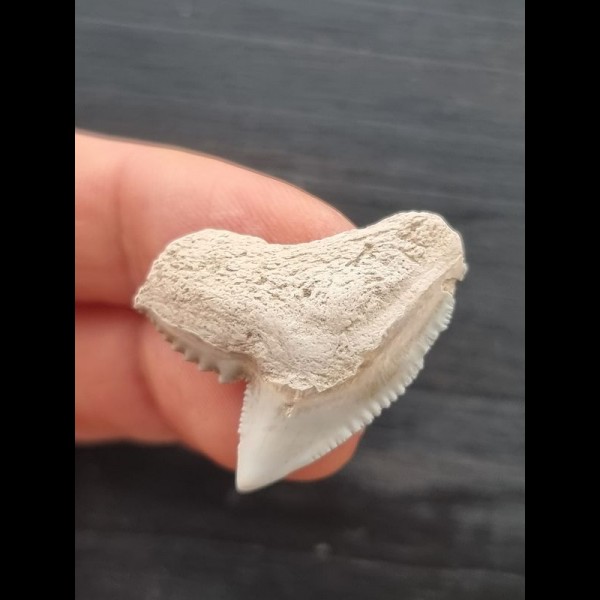 2.8 cm white tooth of the tiger shark