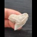 2.8 cm white tooth of the tiger shark
