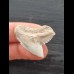 2.8 cm white tooth of the tiger shark