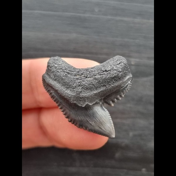 3,0 cm dunkelgrauer Zahn des Tigerhai