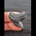 3,0 cm dunkelgrauer Zahn des Tigerhai