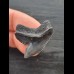 3,0 cm dunkelgrauer Zahn des Tigerhai