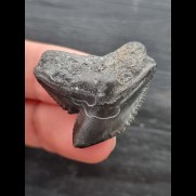 3.1 cm solid black tooth of the tiger shark