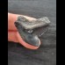 3,1 cm massiver schwarzer Zahn des Tigerhai