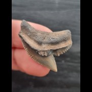 3,1 cm schöner Zahn des Tigerhai