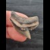3,1 cm schöner Zahn des Tigerhai