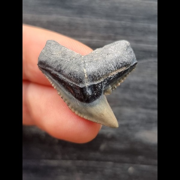 2.9 cm beautifully preserved tooth of the tiger shark