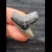 2.9 cm beautifully preserved tooth of the tiger shark