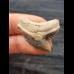 3.1 cm multifaceted coloured tooth of the tiger shark