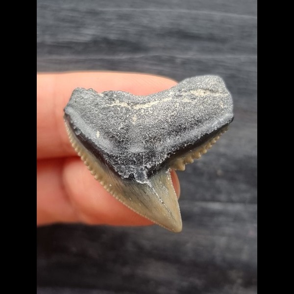 3.1 cm grey-blue tooth of the tiger shark