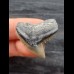 3.1 cm grey-blue tooth of the tiger shark