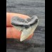 3.1 cm grey-blue tooth of the tiger shark