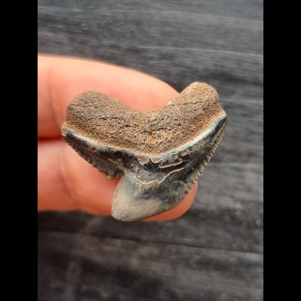 2,9 cm Zahn des Tigerhai mit brauner Wurzel
