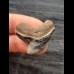 2,9 cm Zahn des Tigerhai mit brauner Wurzel