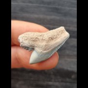 2.8 cm light blue tooth of the tiger shark