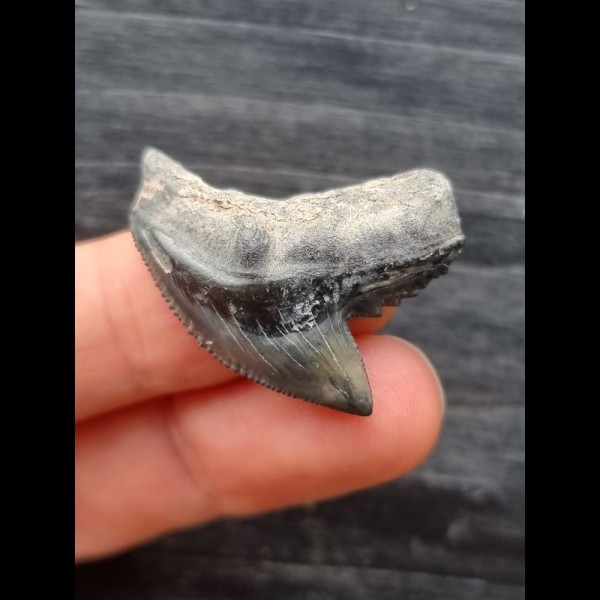 3.2 cm large blue tooth of the tiger shark