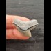 3,0 cm grauer scharfer Zahn des Tigerhai