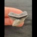 3,0 cm grauer scharfer Zahn des Tigerhai