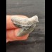 3,1 cm graublauer scharfer Zahn des Tigerhai