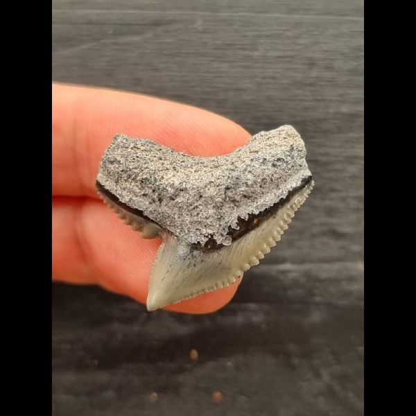 3.1 cm grey sharp tooth of the tiger shark