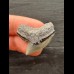 3.1 cm grey sharp tooth of the tiger shark
