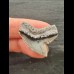 3.1 cm grey sharp tooth of the tiger shark