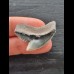 3,0 cm grau-blauer scharfer Zahn des Tigerhai