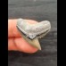 3,2 cm großer und spitzer Zahn des Tigerhai