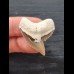 3,3 cm sehr großer Zahn des Tigerhai