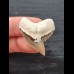 3.3 cm very large tooth of the tiger shark