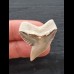 3,3 cm sehr großer Zahn des Tigerhai