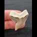 3.3 cm very large tooth of the tiger shark