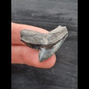 3.1 cm large and wide tooth of the tiger shark