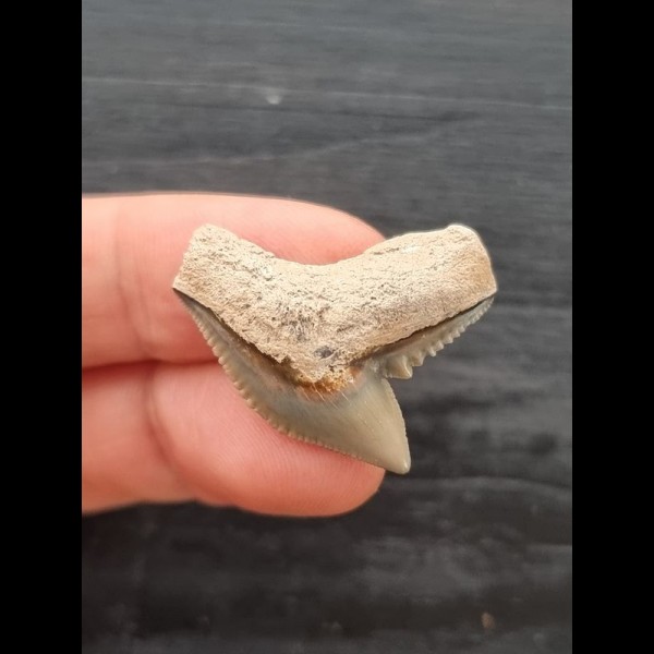 2.8 cm light-coloured tooth of the tiger shark