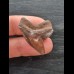 3.2 cm reddish-brown tooth of the tiger shark