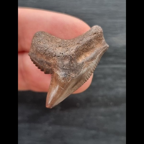 3.2 cm reddish-brown tooth of the tiger shark