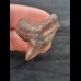 3.2 cm reddish-brown tooth of the tiger shark