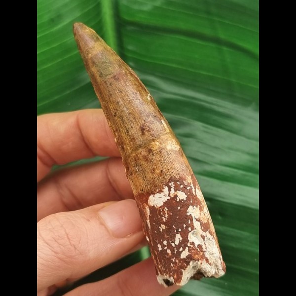 8.8 cn large tooth of Spinosaurus aegyptiacus