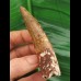 8.8 cn large tooth of Spinosaurus aegyptiacus