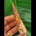 8.8 cn large tooth of Spinosaurus aegyptiacus