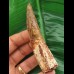 8.8 cn large tooth of Spinosaurus aegyptiacus