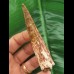 8.8 cn large tooth of Spinosaurus aegyptiacus