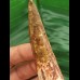 8.8 cn large tooth of Spinosaurus aegyptiacus