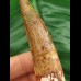 8.8 cn large tooth of Spinosaurus aegyptiacus