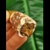 8.8 cn large tooth of Spinosaurus aegyptiacus