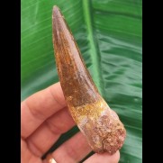 10.1 cm large, well-preserved tooth of Spinosaurus aegyptiacus
