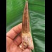 10,1 cm großer gut erhaltener Zahn des Spinosaurus aegyptiacus