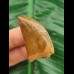 4.1 cm brown tooth of Carcharodontosaurus saharicus