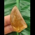 4.1 cm brown tooth of Carcharodontosaurus saharicus